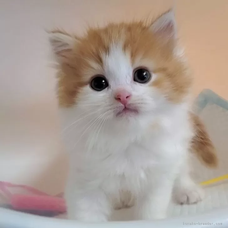 ID:2403-01803の子猫