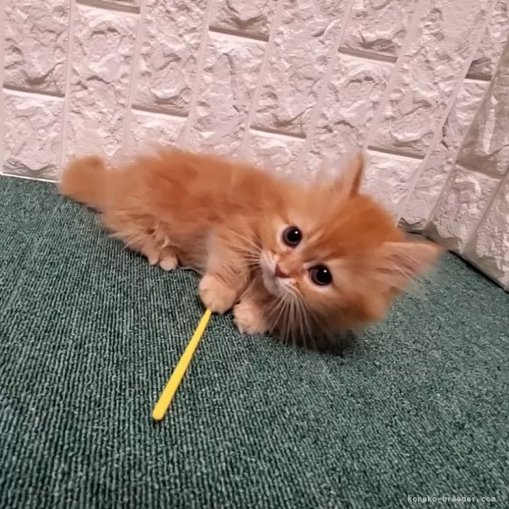 ID：2401-00436の子猫