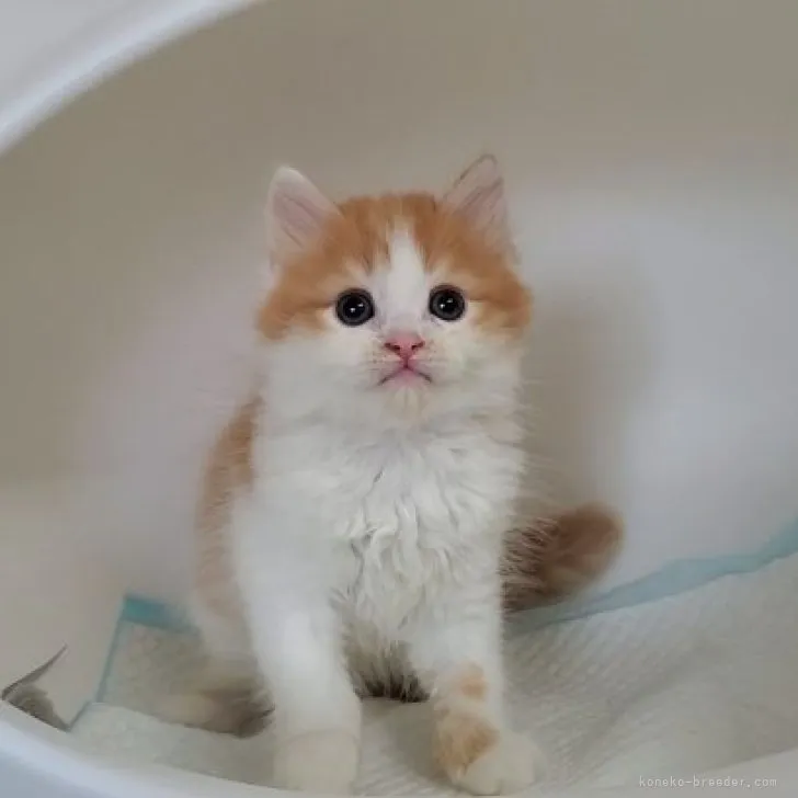 ID：2306-01118の子猫