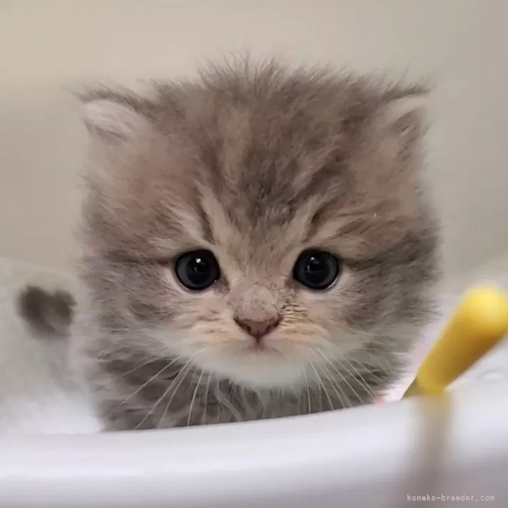 ID：2403-01453の子猫