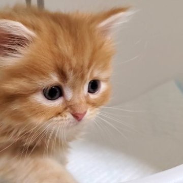 サイベリアン【大阪府・男の子・2023年7月6日・レッドタビー】の写真「可愛い男のコ」