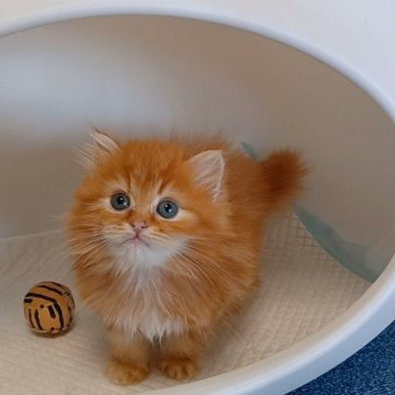 ミヌエット(長足)【大阪府・男の子・2024年2月7日・レッドタビー&ホワイト】の写真「可愛い男のコ」