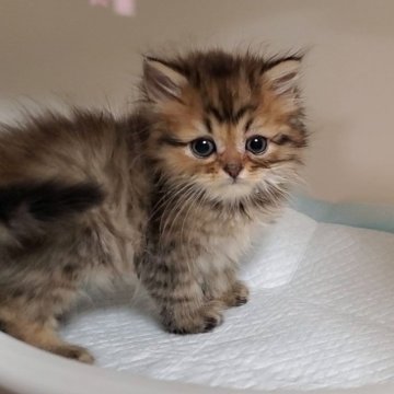 ミヌエット(長足)【大阪府・男の子・2024年2月8日・ブラウンタビー&ホワイト】の写真「可愛い男のコ」