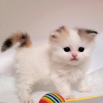 ミヌエット(長足)【大阪府・女の子・2024年6月3日・ダイリュートキャリコ】の写真「ふわふわの女のコ」