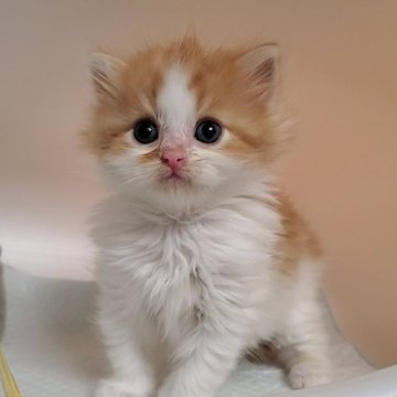 ミヌエット(長足)【大阪府・男の子・2024年2月7日・レッドタビー&ホワイト】の写真「可愛い男のコ」