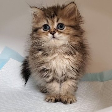 ミヌエット(長足)【大阪府・女の子・2024年2月8日・ブラウンタビー&ホワイト】の写真「可愛い女のコ」