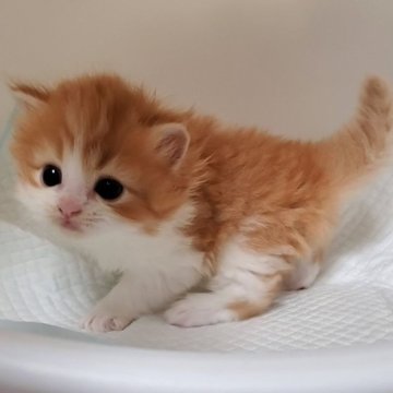 マンチカン(長足)【大阪府・男の子・2024年1月1日・レッドタビー&ホワイト】の写真「フワフワの男のコ」