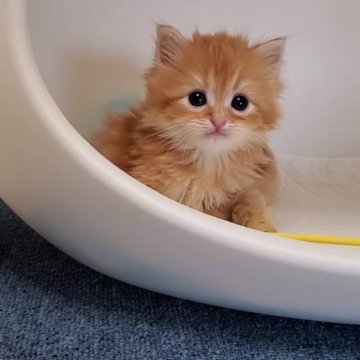 サイベリアン【大阪府・男の子・2024年3月19日・レッドタビー】の写真「可愛い男のコ」