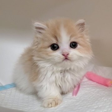 ミヌエット(短足)【大阪府・男の子・2024年1月30日・クリームタビー&ホワイト】の写真「短足の男のコ」