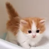 ミヌエット(短足)【大阪府・男の子・2024年8月14日・レッドタビー&ホワイト】の写真1