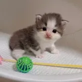 ミヌエット(長足)【大阪府・男の子・2023年8月26日・ブルータビー&ホワイト】の写真1「9月24撮影」