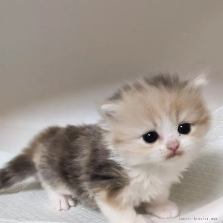 ミヌエット(長足)【大阪府・女の子・2025年9月28日・ダイリュートキャリコ】の写真1