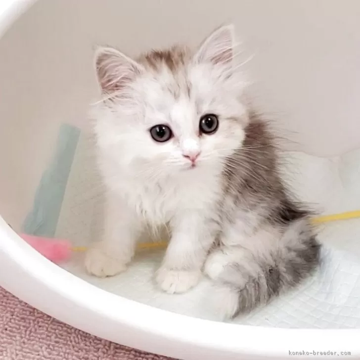 H.U 様のお迎えした子猫