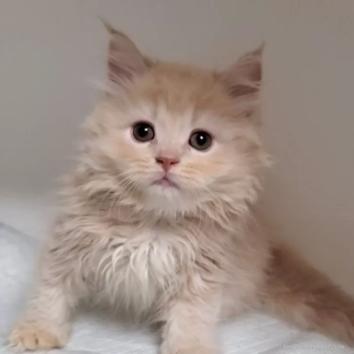 ID：2509-01976の子猫