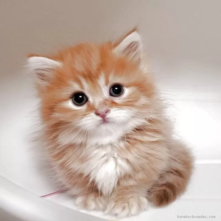 K.K 様のお迎えした子猫