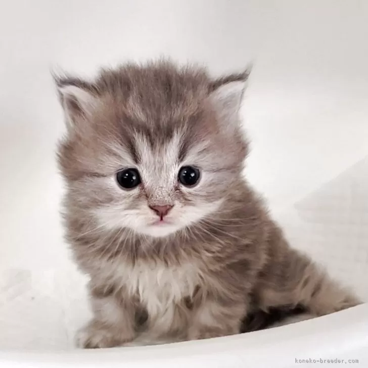 ID:2505-00998の子猫