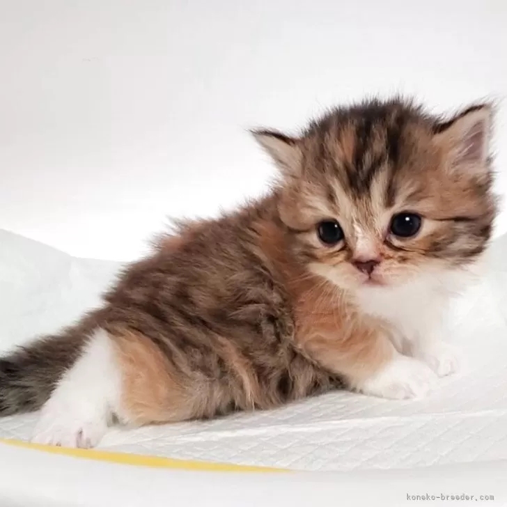 ID:2506-00191の子猫