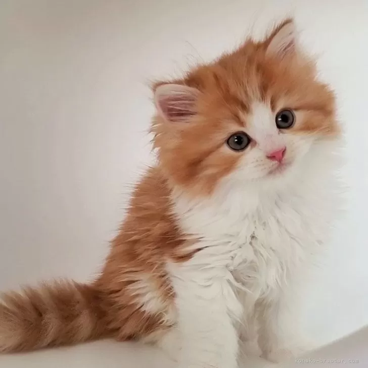 T.Y 様のお迎えした子猫