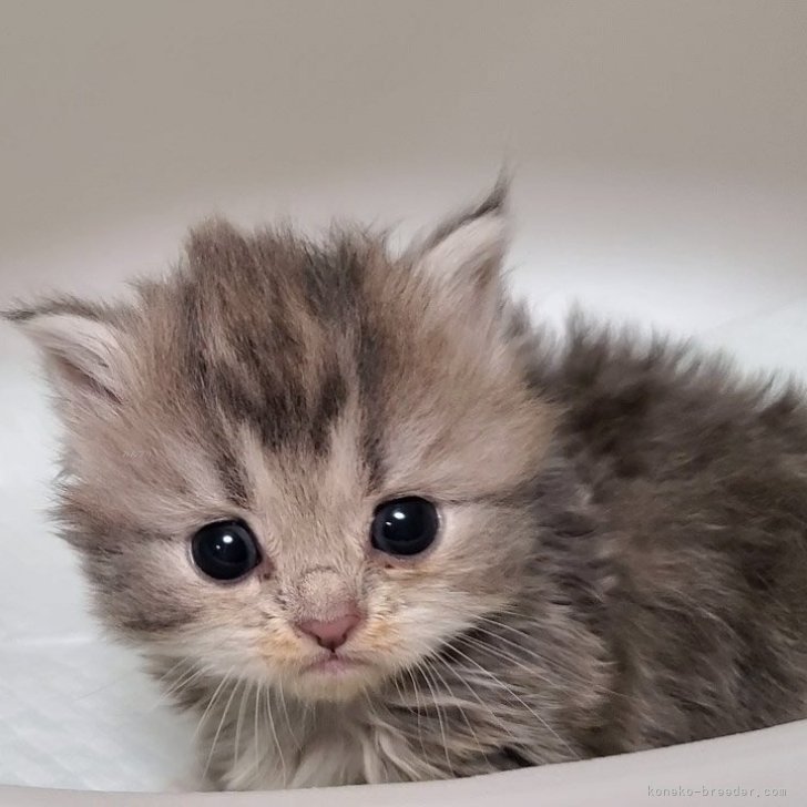 ブリーダー画像