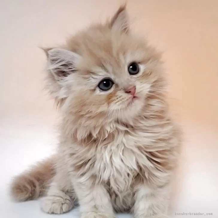 ID:2505-02795の子猫