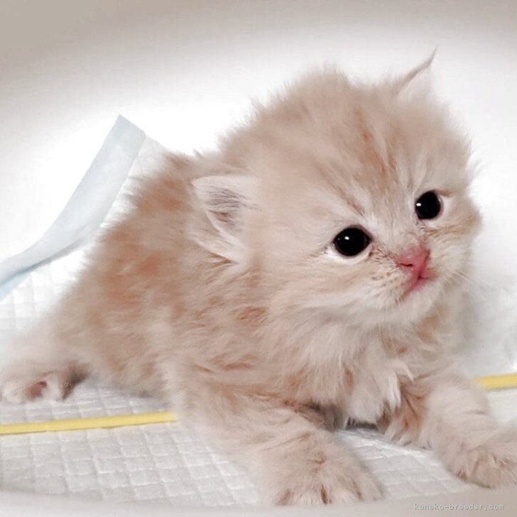 ブリーダー画像