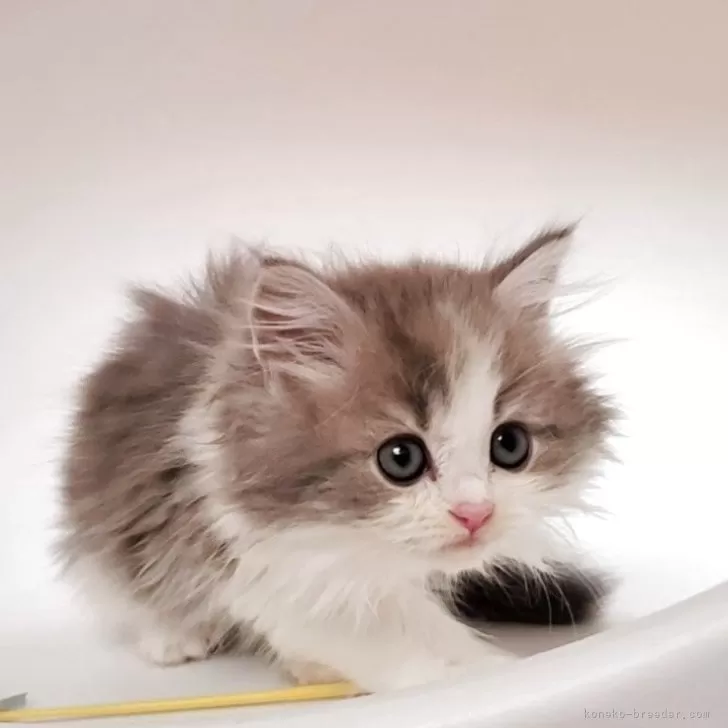 ID:2505-01000の子猫