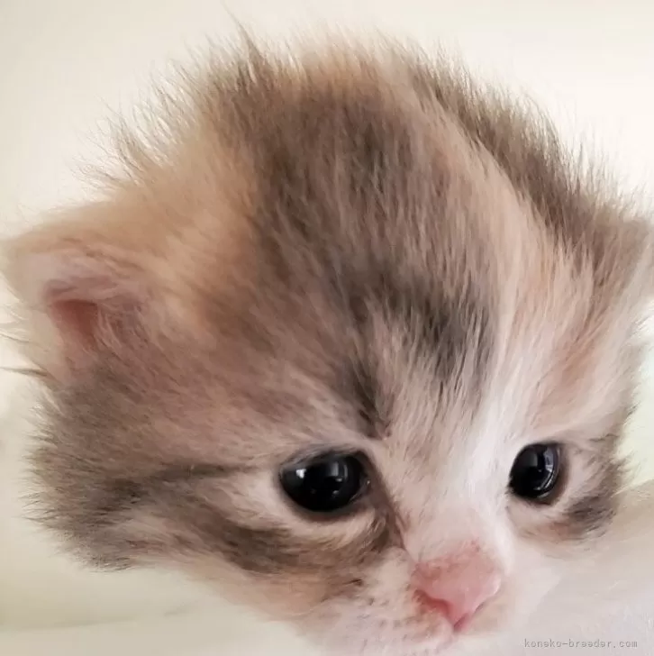 ミヌエット(長足)【大阪府・女の子・2025年12月5日・ダイリュートキャリコ】の写真1