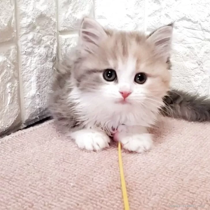 ID：2505-00458の子猫