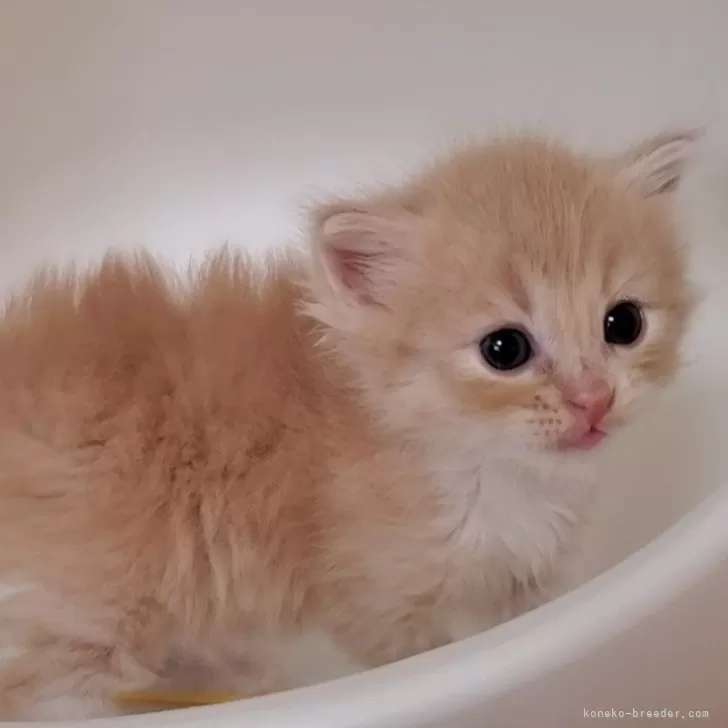 ID：2503-00887の子猫