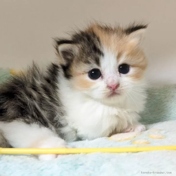 ID：2605-00174の子猫