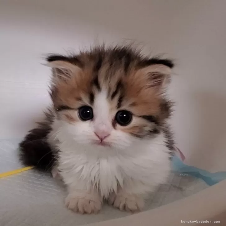 ID：2503-01625の子猫