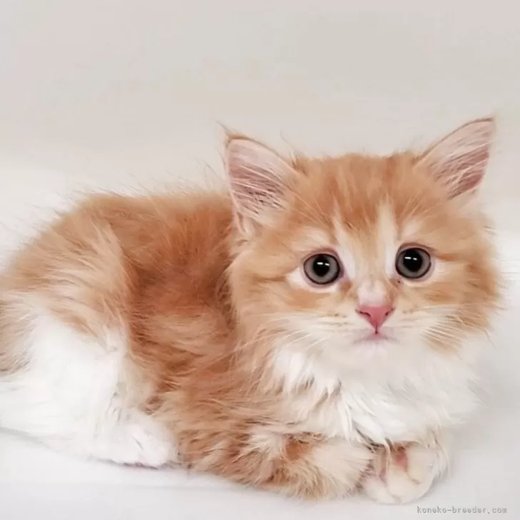 ID:2506-01372の子猫