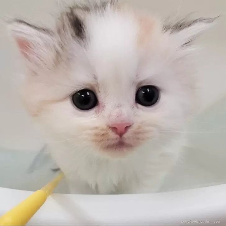 マンチカン(長足)【大阪府・女の子・2025年10月12日・シルバーパッチドタビー&amp;ホワイト】の写真1