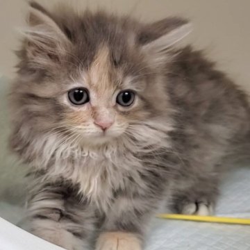 サイベリアン【大阪府・女の子・2025年9月1日・ダイリュートキャリコ】の写真「ふわふわの可愛い子」