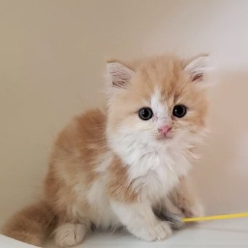 ミヌエット(長足)【大阪府・男の子・2025年10月14日・クリームタビー&ホワイト】の写真「可愛い男のコ」