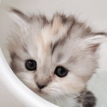 マンチカン(長足)【大阪府・女の子・2025年10月12日・シルバーパッチドタビー&ホワイト】の写真「可愛い女のコ」