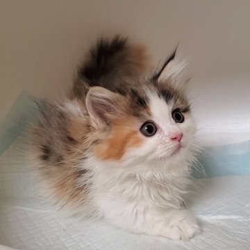 マンチカン(短足)【大阪府・女の子・2025年9月2日・キャリコ】の写真「短足の可愛い子」