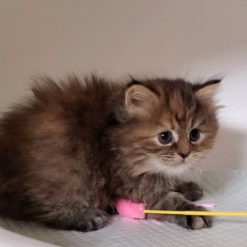 ミヌエット(長足)【大阪府・女の子・2025年2月22日・ブラウンタビー&ホワイト】の写真「長足の可愛いコ」