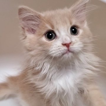 サイベリアン【大阪府・男の子・2025年2月6日・クリームタビー&ホワイト】の写真「可愛い男のコ」