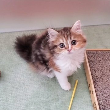 マンチカン(長足)【大阪府・女の子・2025年5月9日・キャリコ】の写真「可愛い女のコ」