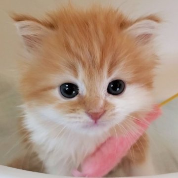 ミヌエット(長足)【大阪府・男の子・2025年10月7日・レッドタビー&ホワイト】の写真「可愛い男のコ」