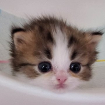 ミヌエット(短足)【大阪府・男の子・2025年1月18日・ブラウンタビー&ホワイト】の写真「短足の可愛いコ」