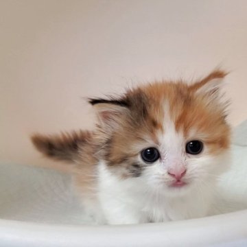 ミヌエット(短足)【大阪府・女の子・2025年10月7日・キャリコ】の写真「可愛い女のコ」