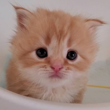 マンチカン(長足)【大阪府・男の子・2025年2月20日・レッドタビー】の写真「長足の可愛いコ」