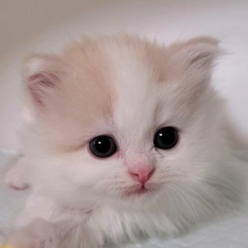 マンチカン(長足)【大阪府・男の子・2025年2月6日・クリームタビー&ホワイト】の写真「長足の可愛いコ」