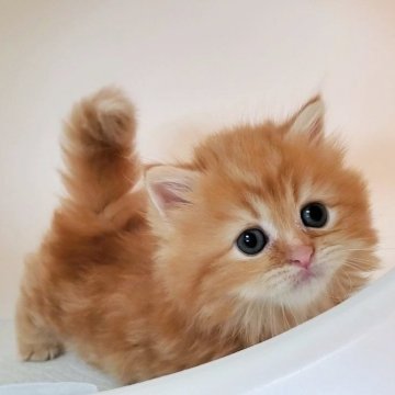 ミヌエット(短足)【大阪府・男の子・2025年10月7日・レッドタビー&ホワイト】の写真「ふわふわモコモコ・可愛い短足くん」