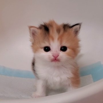 マンチカン(長足)【大阪府・女の子・2025年2月6日・キャリコ】の写真「長足の可愛いコ」