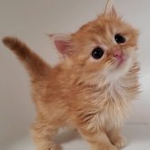 ミヌエット(長足)