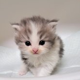 ミヌエット(長足)