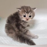 ミヌエット(長足)